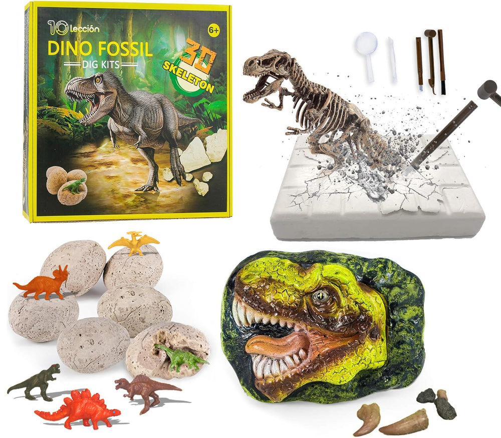 10Leccion dinosaur head fossil with tyrannosaurus teeth for hands-on paleontology learning.