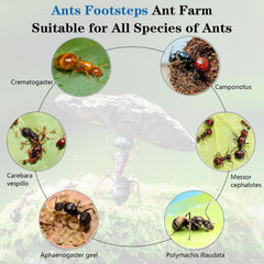 Ants Footsteps ecosystem-focused design allows soil and decorations for a real nest.