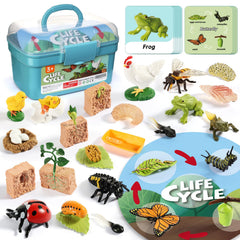 Aprilwolf Life Cycle Kit butterfly figure supports early science exploration and inquiry.