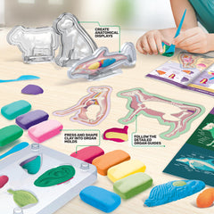 Skeletal system model from ArtSkills Epic Lab Vet Kit for tactile learning