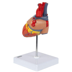 Axis Scientific classroom-use heart model supports engaging demonstrations.
