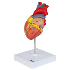 Axis Scientific 34-structure labeling aids targeted study and review.