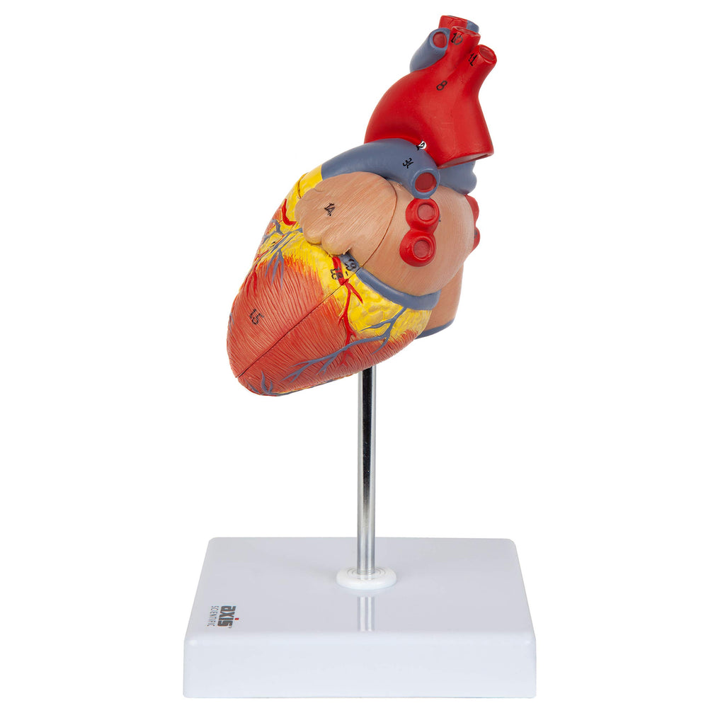Axis Scientific clinic-friendly display for patient education and staff training.