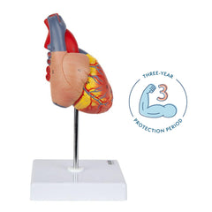 Axis Scientific heart model with magnetic reassembly facilitates quick setup after sessions.