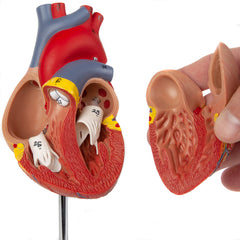 Axis Scientific heart model mounted on a sturdy base for stable demonstrations.
