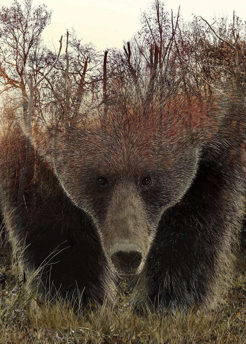 BBOLDIN Animal Bear puzzle box view, sturdy packaging ideal for gifting and storage.
