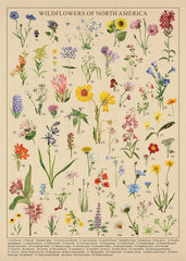 BBOLDIN Vintage Wildflowers Poster — dual-sided artwork with flower details for learning.