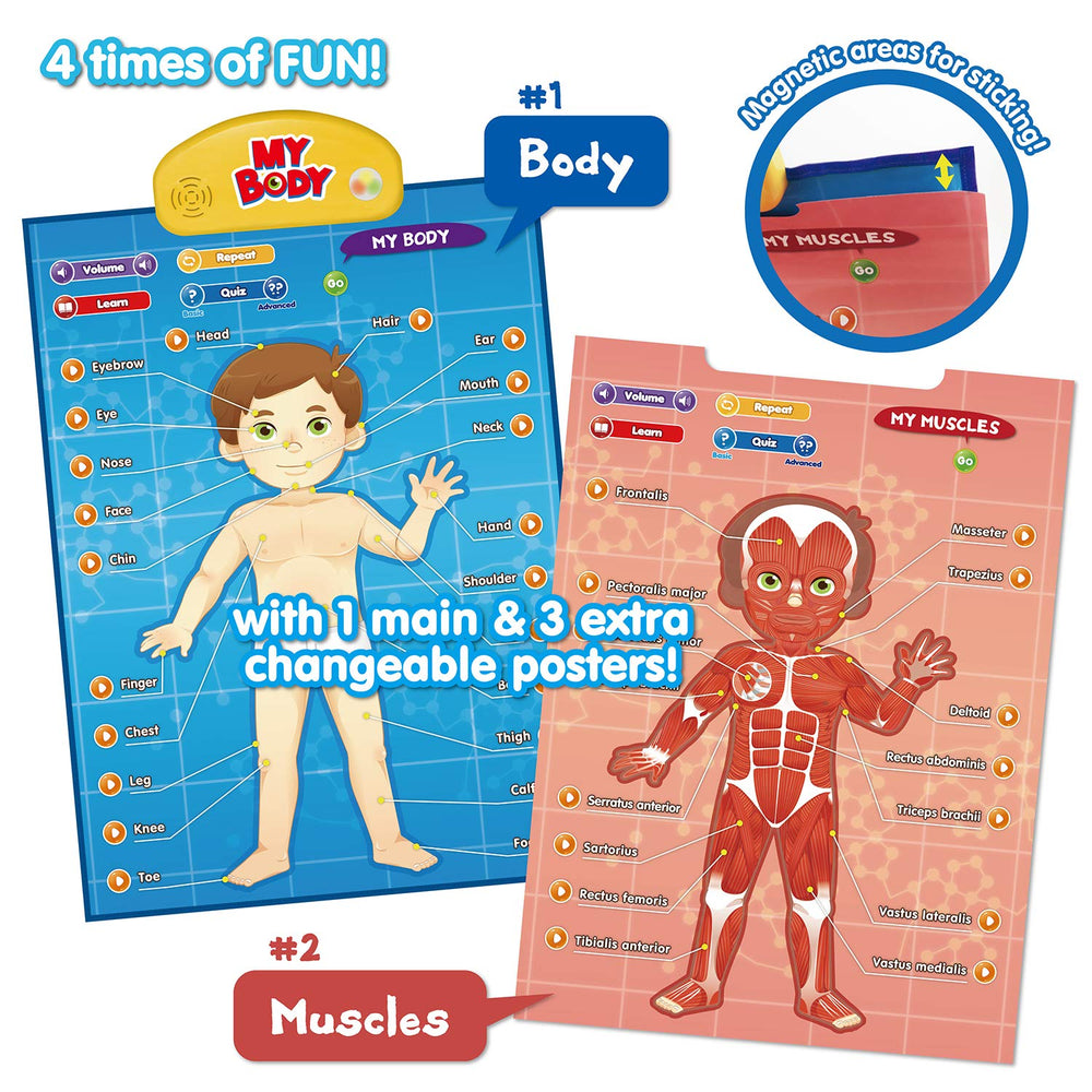 BEST LEARNING i-Poster My Body bones chart explains structure with interactive prompts.