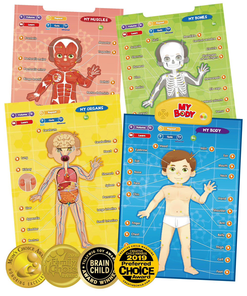 BEST LEARNING i-Poster My Body heart interaction reveals heart basics through touch and audio.