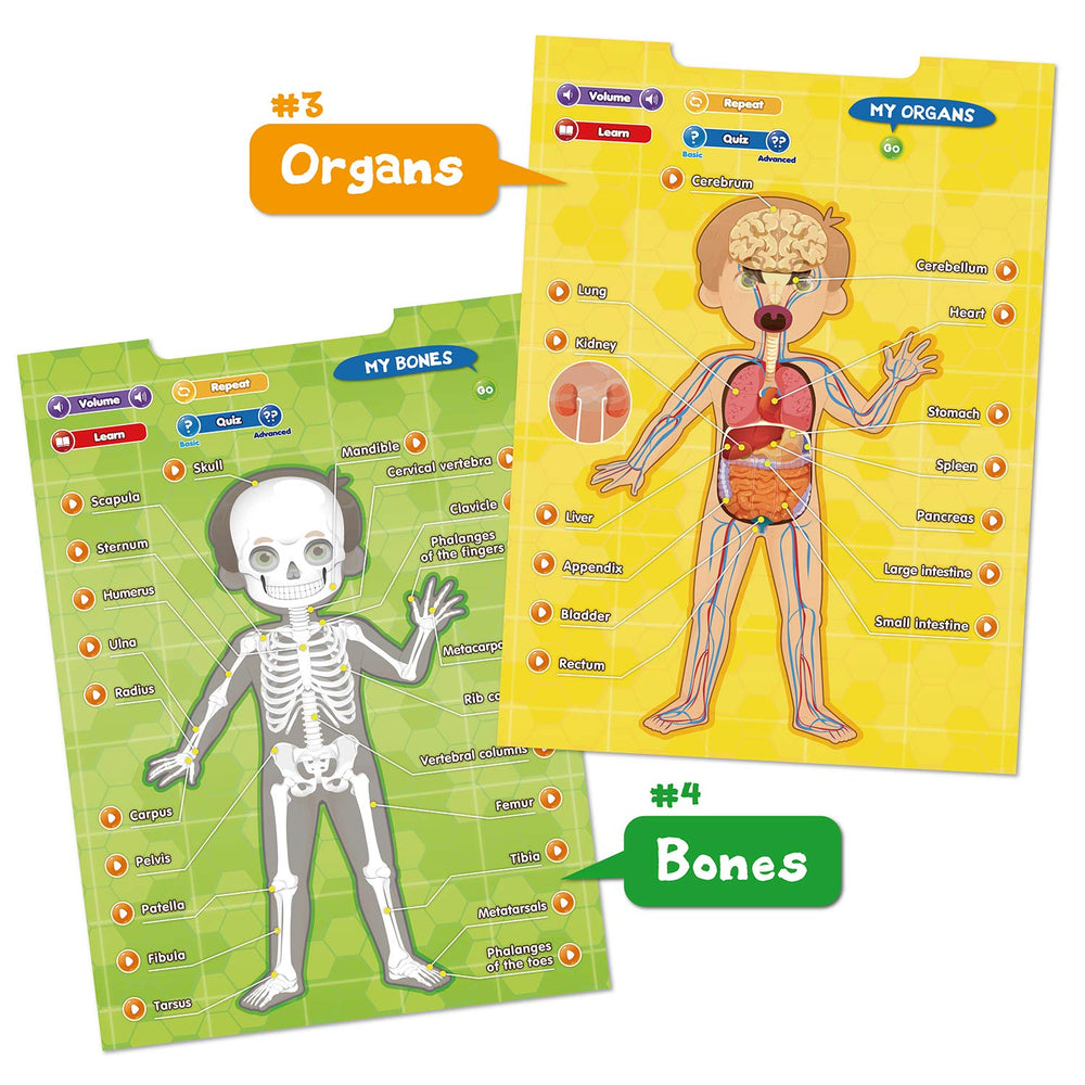 BEST LEARNING i-Poster My Body organs overview uses audio cues to identify key parts.
