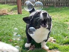 Bubbletastic gift-packaging ready for dog lovers