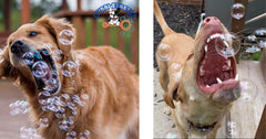 Bubbletastic interactive dog toy bubble machine in action during playtime.