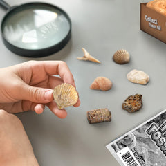 Byncceh Fossil Dig Kit descriptive cards guide discoveries