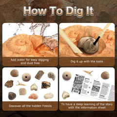 Byncceh Fossil Dig Kit makes a great gift for curious kids
