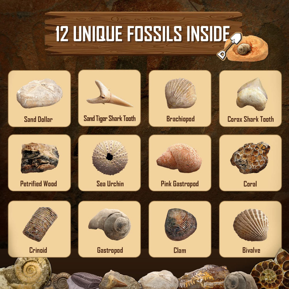 Byncceh Fossil Dig Kit uses safe eco-friendly materials for play