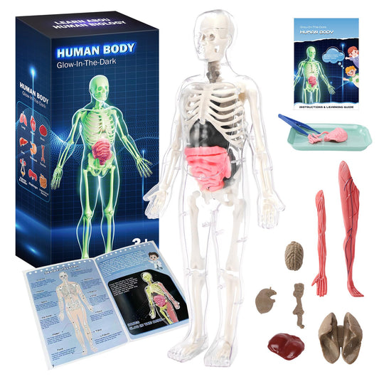 CHMYWJ glow-in-the-dark bones model for immersive anatomy learning.