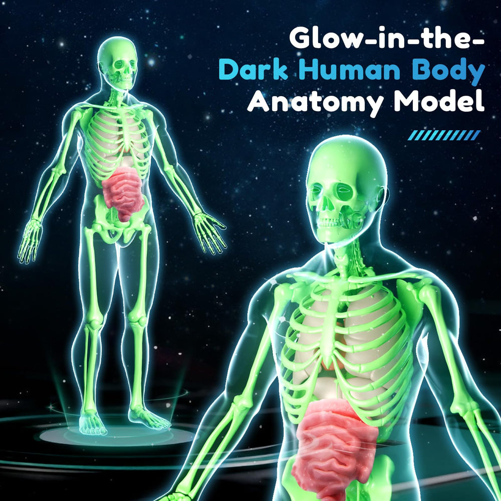 CHMYWJ removable organs kit demonstrates internal anatomy in a hands-on way.