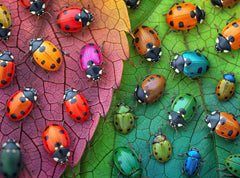 Cross & Glory The Ladybug Rainbow puzzle box front, inviting a relaxing challenge.