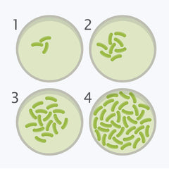 DalosDream pre-poured agar plates ready for quick setup and experimentation.