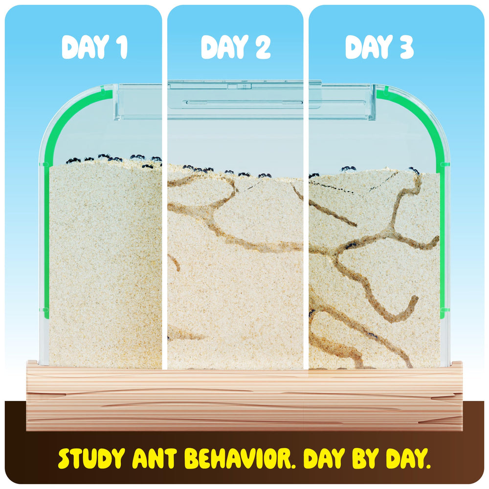 Dan&Darci Ant Farm Kit voucher card for ordering live ants.