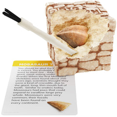Dan&Darci fossil bricks showcase 12 unique fossils for interactive learning.