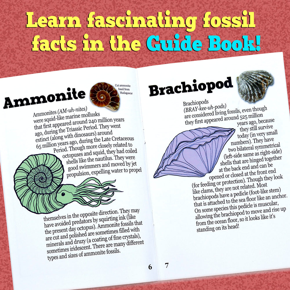 DANCING BEAR shark teeth fossils invite tactile, curiosity-driven discovery.