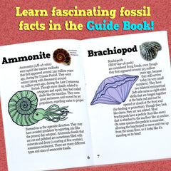 DANCING BEAR shark teeth fossils invite tactile, curiosity-driven discovery.