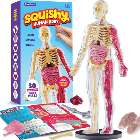 Dan&Darci brain removable squishy model for hands-on anatomy exploration.