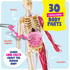 Dan&Darci heart removable squishy model ideal for interactive learning.