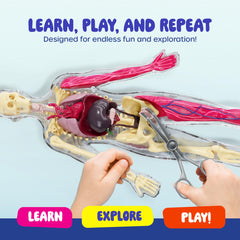 Dan&Darci ribs and trachea removable squishy model for visualizing airway and bones.