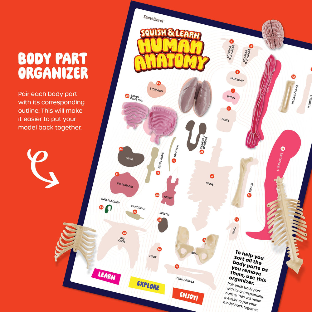 Dan&Darci spine removable squishy model to understand the vertebral column.