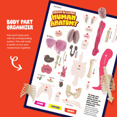 Dan&Darci spine removable squishy model to understand the vertebral column.