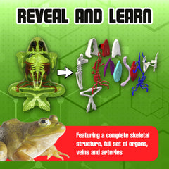 Dissect-It all child-safe, odor-free materials with no sharp edges