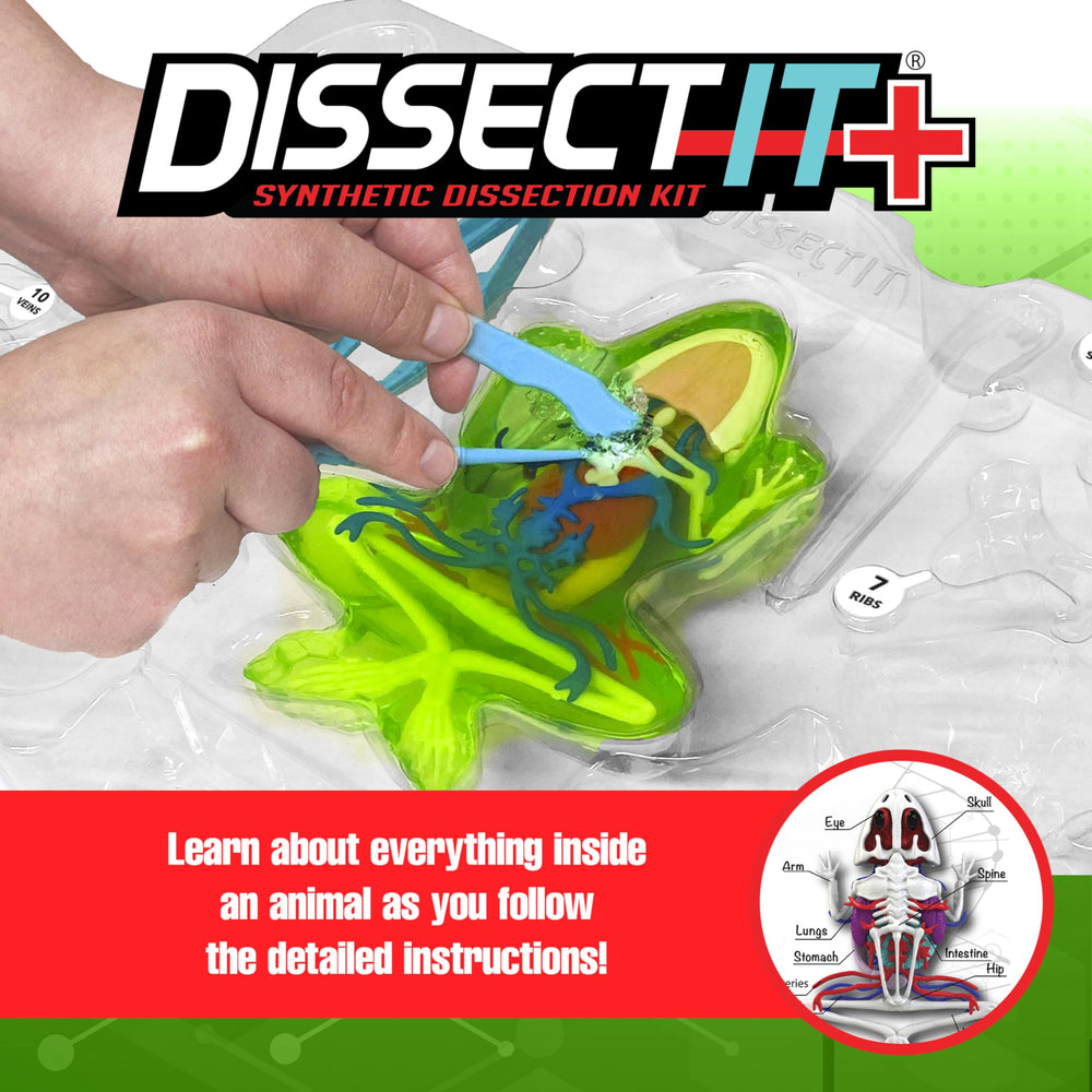 Dissect-It 14-page guide and bonus quiz for structured anatomy exploration