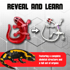Dissect-It Salamander instruction pamphlet explaining anatomy for students