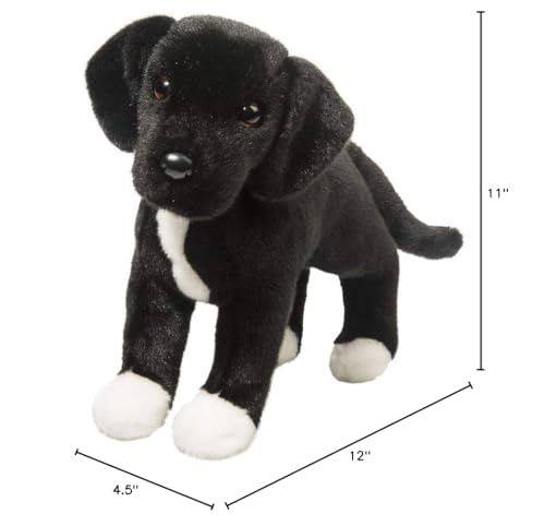 Douglas Twister with amber eyes, ideal storytelling companion.