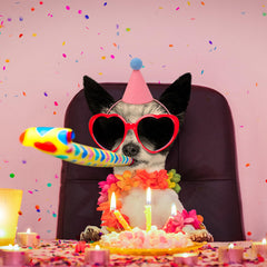 DRANSMIC no-assembly hats ready to wear for instant fun