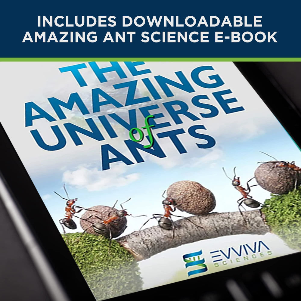 Evviva educational e-book with ant facts and experiments