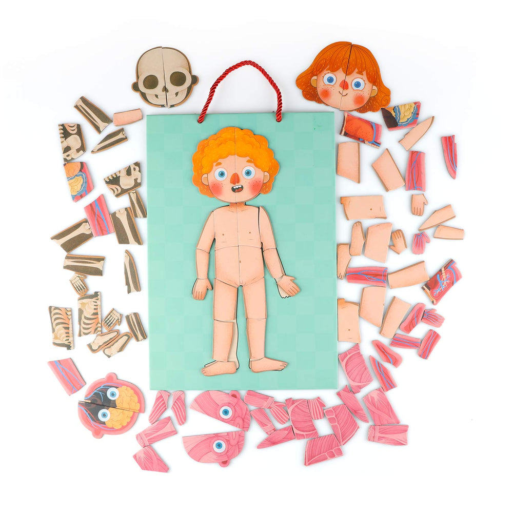 Gemileo human body puzzle magnetic parts: sticks together for quick assembly and reassembly.