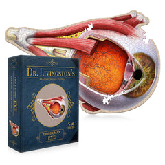 Genius Games Dr Livingston eye cornea puzzle shows the transparent front layer for anatomy study.