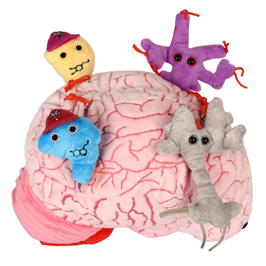 GIANT MICROBES Deluxe brain 9.5 inch front view for learning and comfort