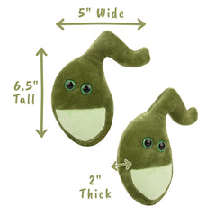 Memorable gallbladder anatomy model for students and medical education gifts.