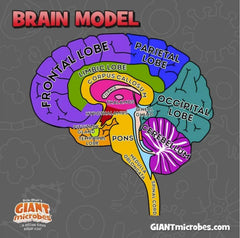 GIANTMICROBES Brain Model classroom-ready neuroanatomy teaching aid
