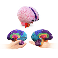 GIANTMICROBES Brain Model front view highlights major brain regions for teaching
