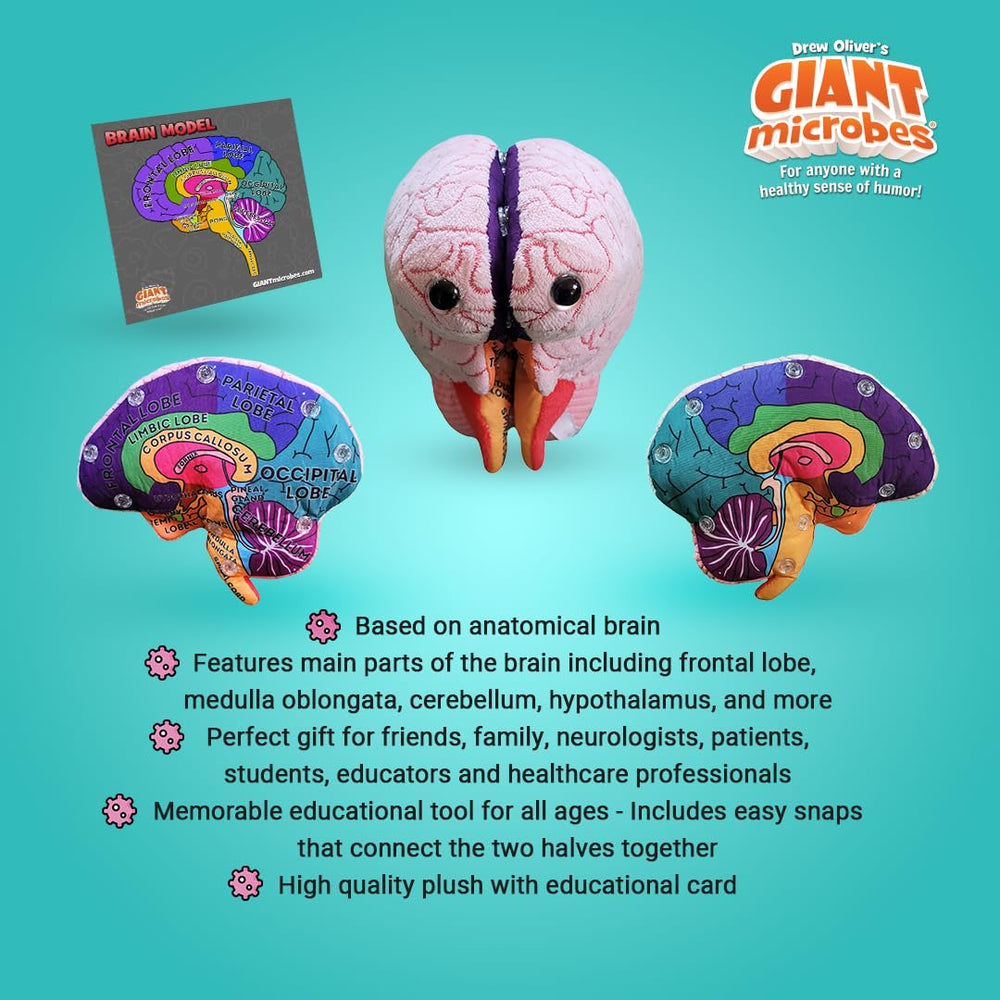 GIANTMICROBES Brain Model cerebellum with textured details for tactile exploration
