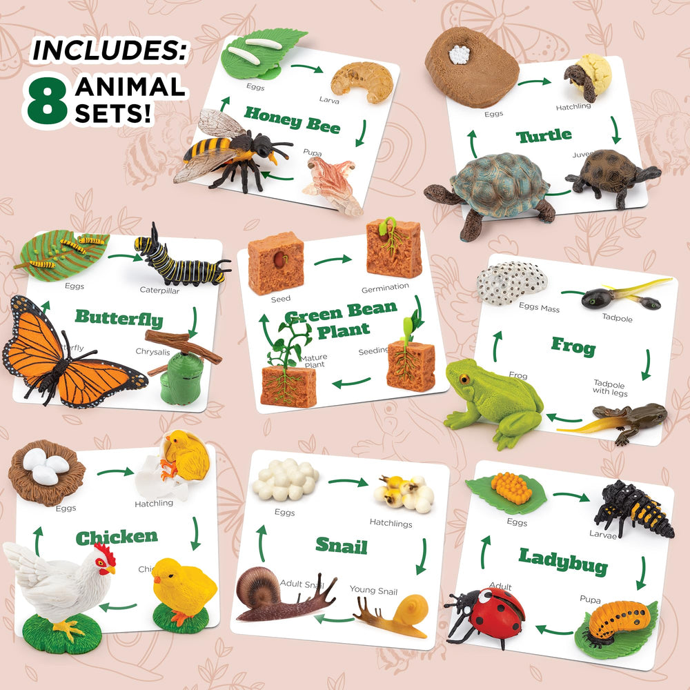 GLINGLONG Life Cycle Kit bee figures inspire curiosity about pollinators