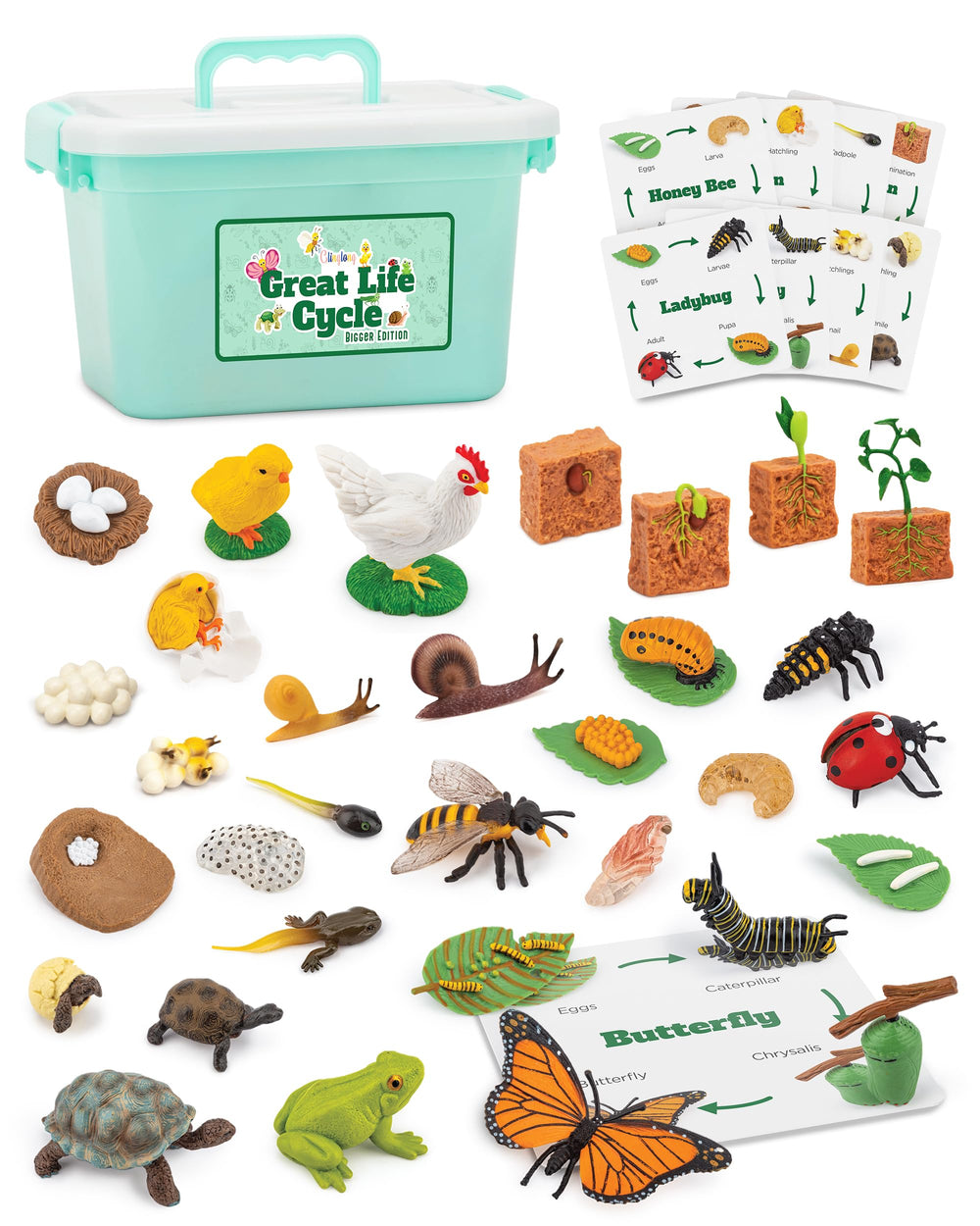 GLINGLONG Life Cycle Kit butterfly figures for hands on biology exploration