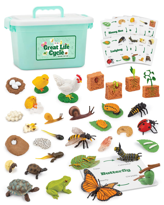 GLINGLONG Life Cycle Kit butterfly figures for hands on biology exploration