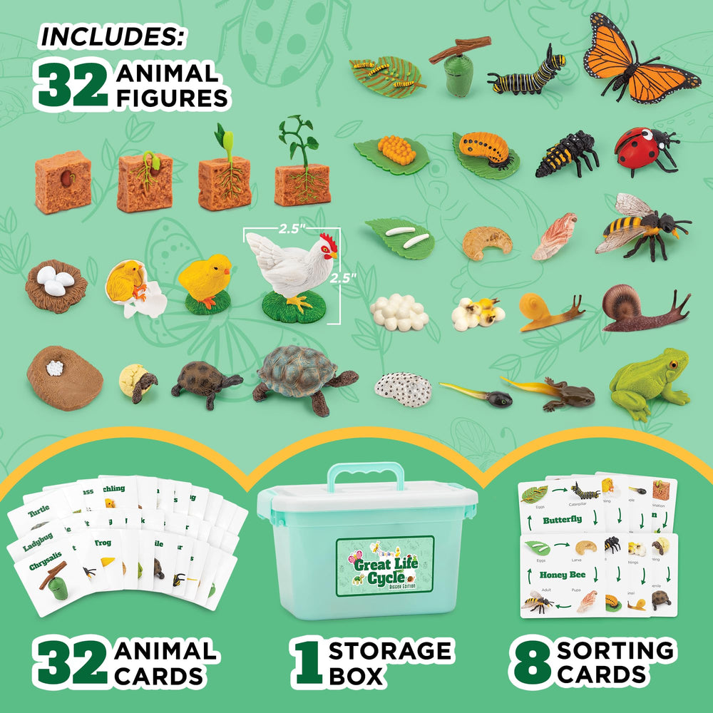 GLINGLONG Life Cycle Kit frog figures assist sequencing practice and memory