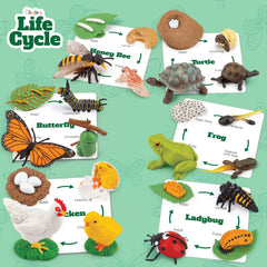 GLINGLONG life cycle chicken figure supports early biology and stage matching during play